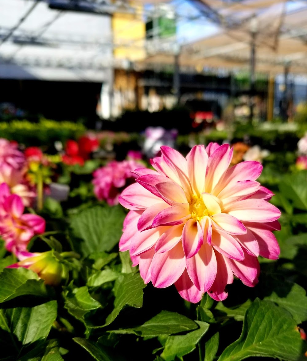 Walmart Garden Center